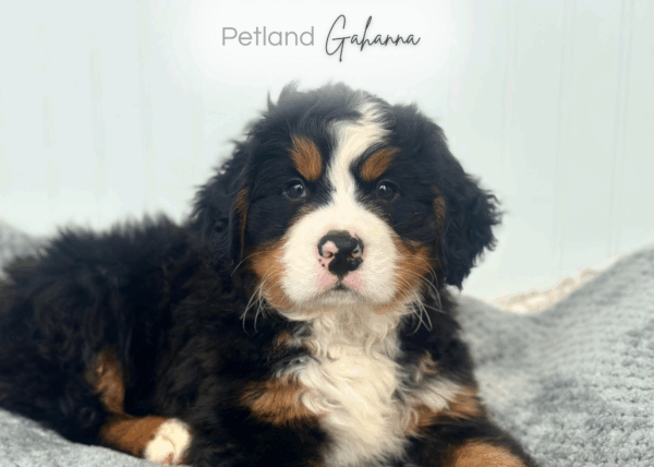 [#252642-02]  - Black Rust / White M Bernese Mountain Dog Puppies for Sale