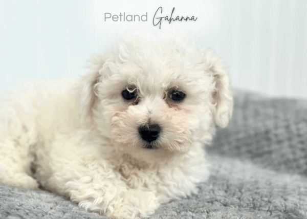 [#252437-04]  - White F Bichon Frise Puppies for Sale