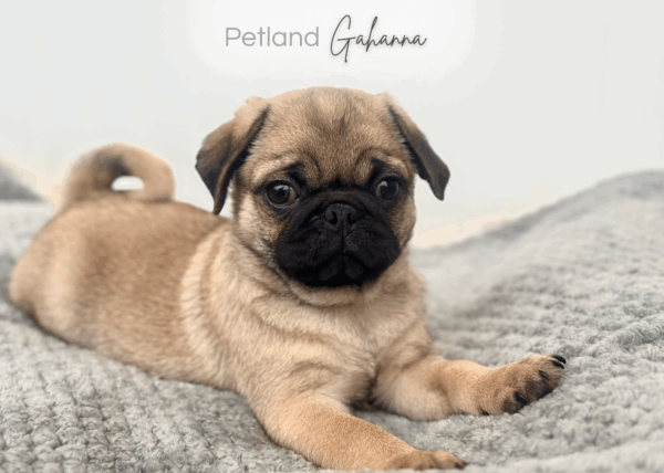 [#252532-02]  - Fawn M Pug Puppies for Sale