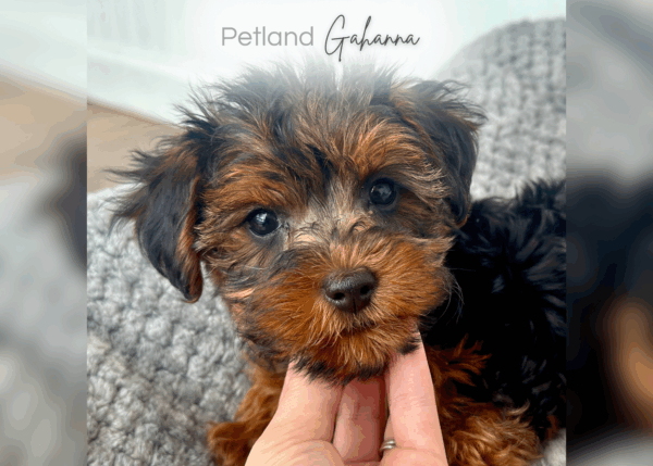 [#252595-01]  - Black / Tan F Yorkiepoo Puppies for Sale