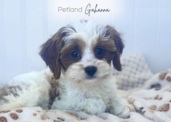 [#252346-02]  - White / Red M Cavapoo Puppies for Sale