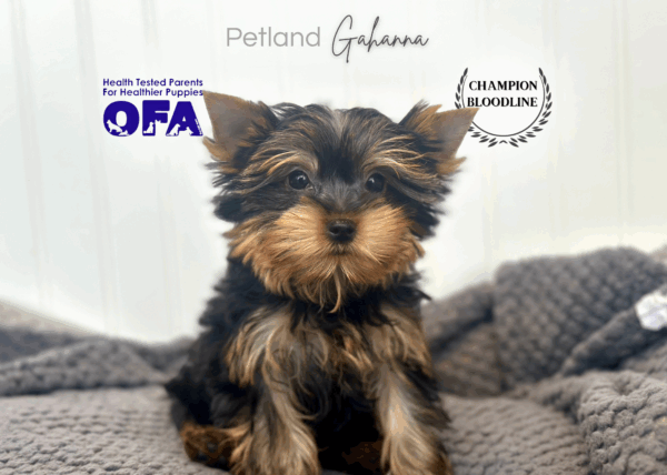 [#252287-01]  - Black / Tan M Yorkshire Terrier Puppies for Sale