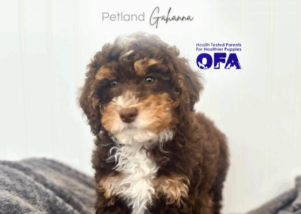 [#252529-01]  - Chocolate M Poodle Puppies for Sale