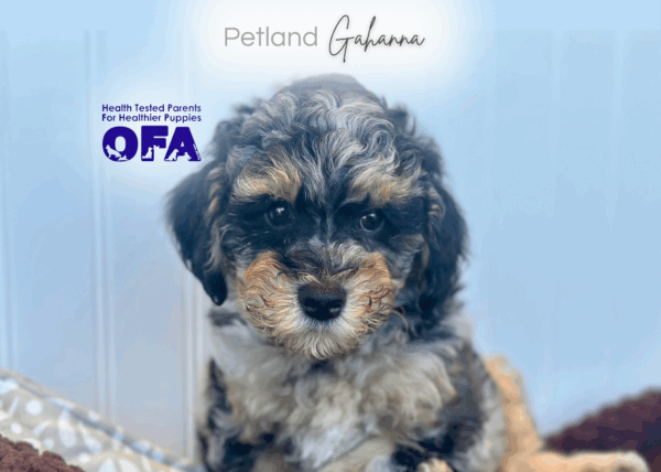 [#252471-01]  - Black Merle M Poodle Puppies for Sale