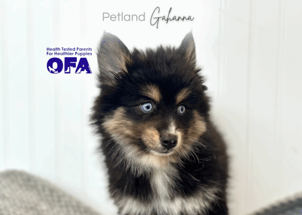 [#252488-05]  - Black / White F Pomsky Puppies for Sale
