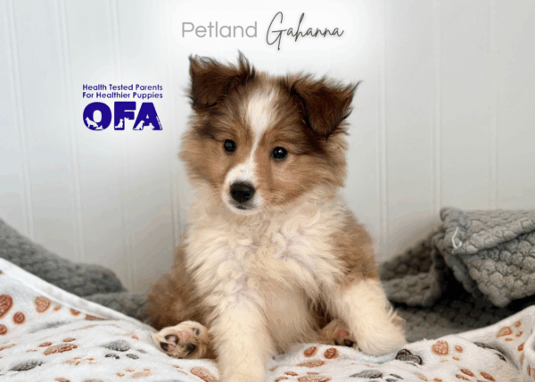 [#252645-03]  - Sable / White F Shetland Sheepdog Puppies for Sale