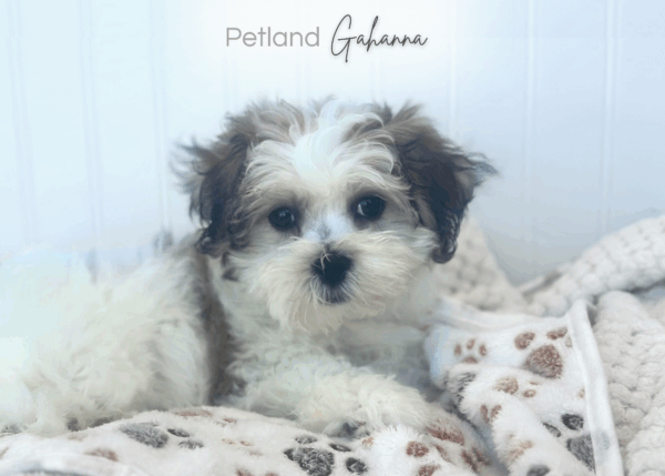 [#252231-04]  - Brown / White F Teddy Bear Puppies for Sale
