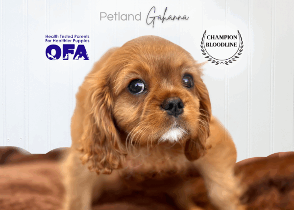 [#252527-03]  - Ruby M Cavalier King Charles Spaniel Puppies for Sale