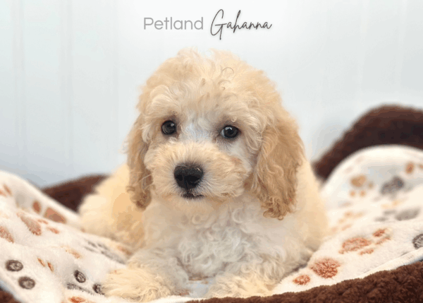 [#252355-04]  - Cream / White M Bichapoo Puppies for Sale