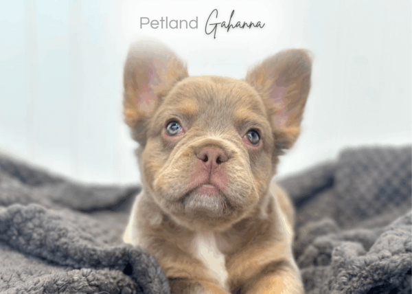 [#252492-03]  - Lilac / Tan F French Bulldog Puppies for Sale