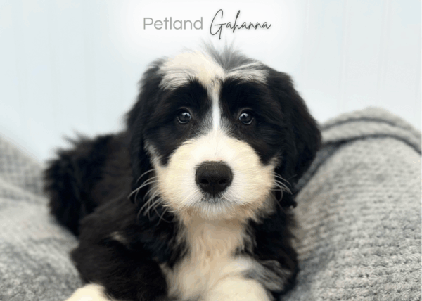 [#252824-01]  - Black / White M Old English Sheepdog Puppies for Sale