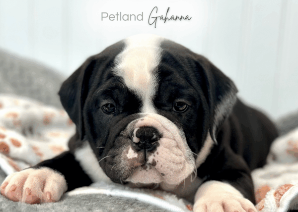 [#252733-05]  - Black / White M Olde English Bulldog Puppies for Sale