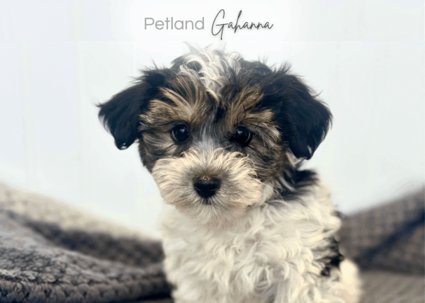[#252687-04]  - Black / White F Yorkiepoo Puppies for Sale