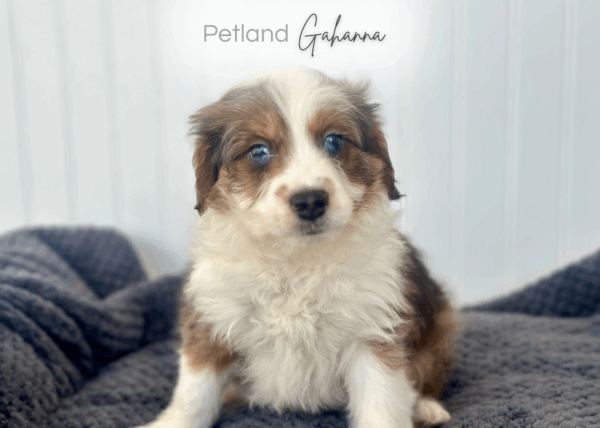 [#252788-06]  - Blue Merle M Aussiedoodle Mini Puppies for Sale