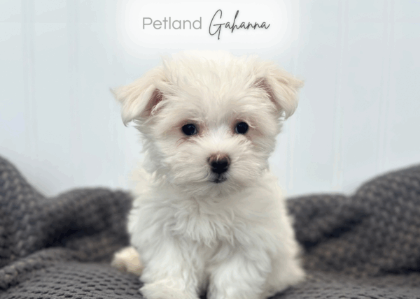 [#253104-02]  - White F Maltese Puppies for Sale