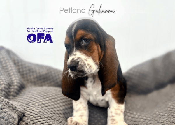 [#253069-04]  - Black / White F Basset Hound Puppies for Sale