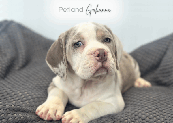 [#252994-04]  - Lilac Merle F Beabull 2nd Gen Puppies for Sale