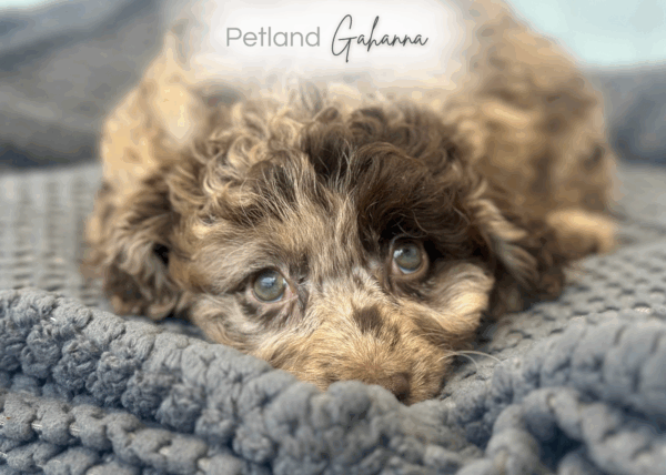 [#252989-05]  - Red Merle F Labradoodle Mini 2nd Gen Puppies for Sale