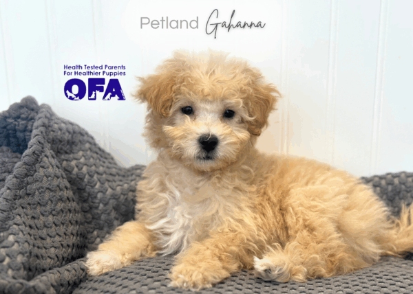 [#252983-02]  - Buff / White M Bichapoo Puppies for Sale