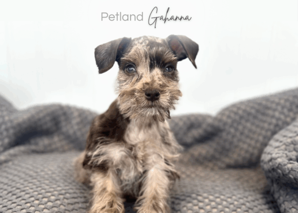 [#252916-03]  - Chocolate Merle F Miniature Schnauzer Puppies for Sale