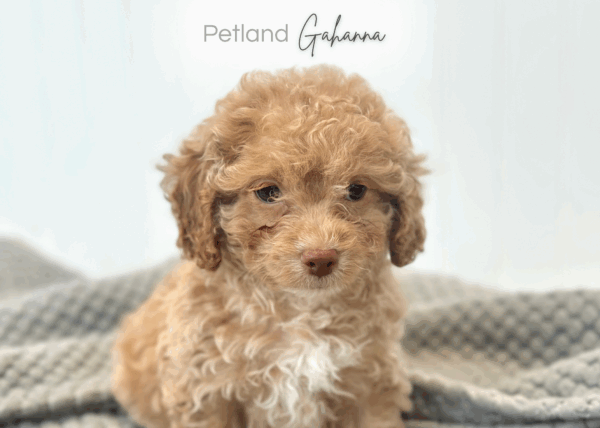 [#992000001024126]  - Cream / Tan Male Cock A Poo Dog