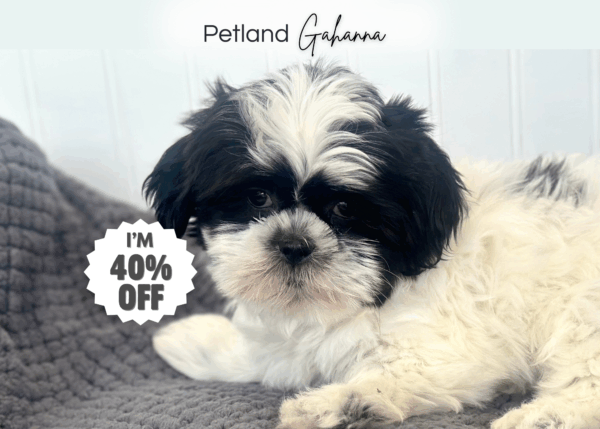 [#252964-03]  - Black / White M ShihPoo Puppies for Sale
