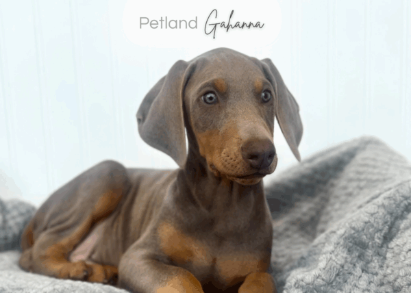 [#252621-01]  - Blue / Rust M Doberman Pinscher Puppies for Sale