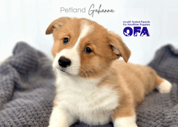 [#252931-01]  - Red / White M Pembroke Welsh Corgi Puppies for Sale
