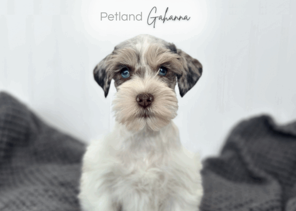 [#252876-02]  - White / Chocolate M Miniature Schnauzer Puppies for Sale