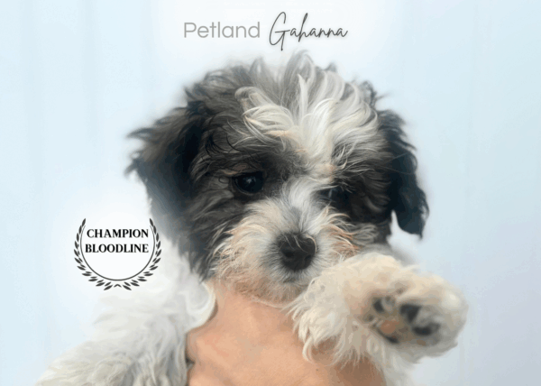 [#252731-03]  - White / Black F Havachon Puppies for Sale