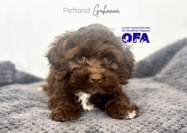 [#252909-05]  - Chocolate F Cock A Poo Puppies for Sale