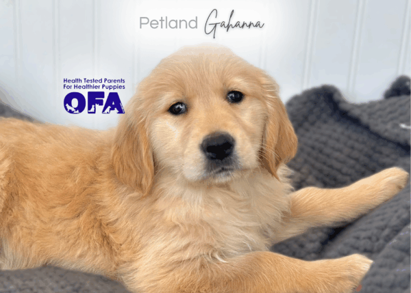 [#252882-08]  - Light Golden F Golden Retriever Puppies for Sale