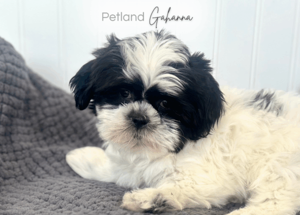 [#252964-03]  - Black / White M ShihPoo Puppies for Sale