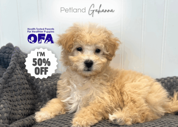 [#252983-02]  - Buff / White M Bichapoo Puppies for Sale