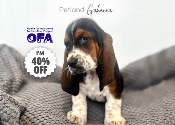 [#253069-04]  - Black / White F Basset Hound Puppies for Sale