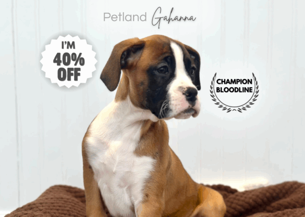 [#253109-04]  - Fawn F Boxer Puppies for Sale