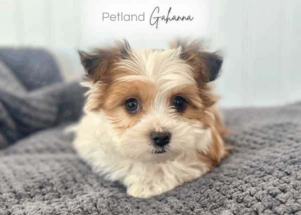 [#252906-03]  - Brown / White F Morkie Puppies for Sale
