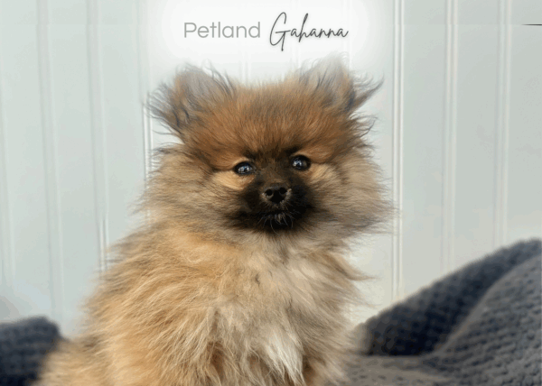 [#252563-03]  - Sable F Pomeranian Puppies for Sale