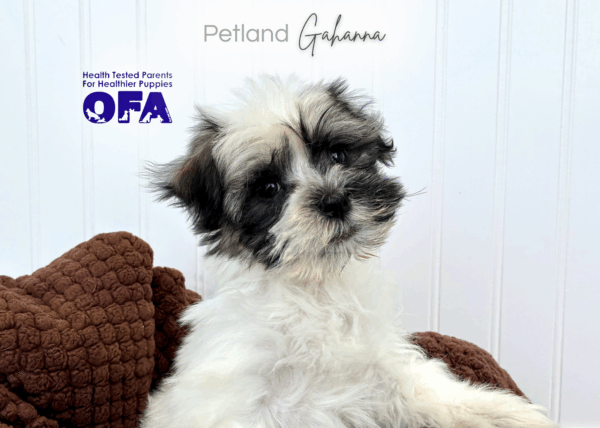 [#253143-01]  - Chocolate / White M Havanese Puppies for Sale