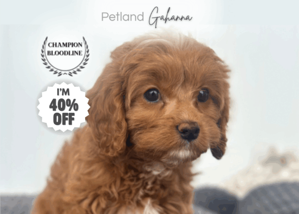 [#253234-02]  - Red / White F Cavapoo Puppies for Sale