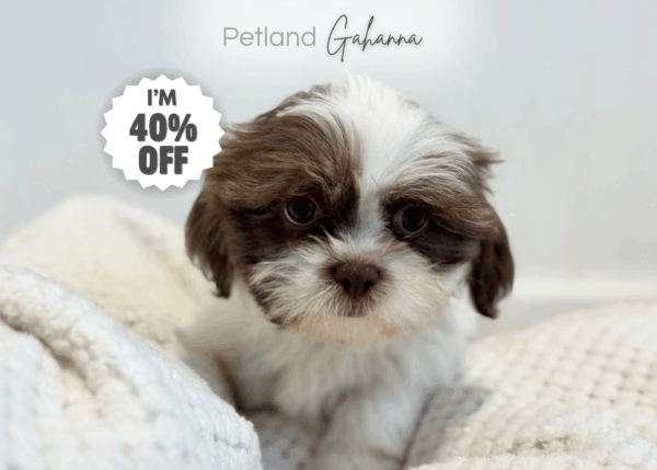 [#253337-03]  - Chocolate / White M Shih Tzu Puppies for Sale