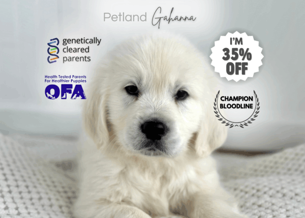 [#900263000209493]  - Cream Male Golden Retriever Dog