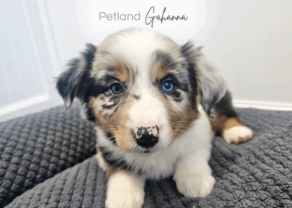 [#253445-06]  - Black Merle F Australian Shepherd Puppies for Sale