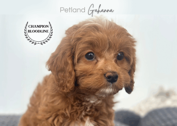 [#253234-02]  - Red / White F Cavapoo Puppies for Sale