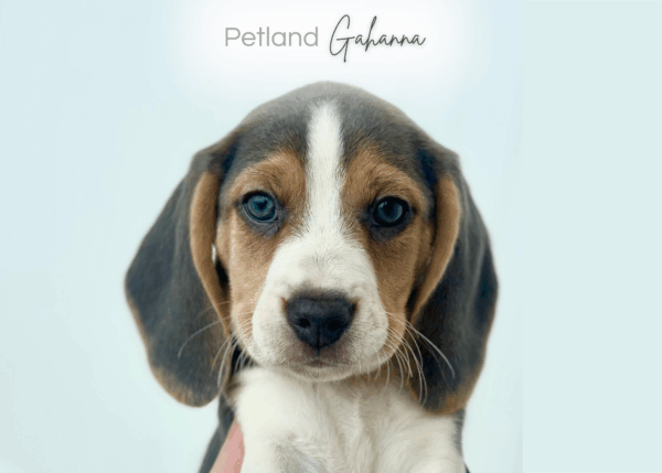 [#253265-06]  - Silver F Beagle Puppies for Sale