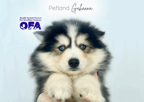 [#253155-02]  - Gray / White M Pomsky Puppies for Sale
