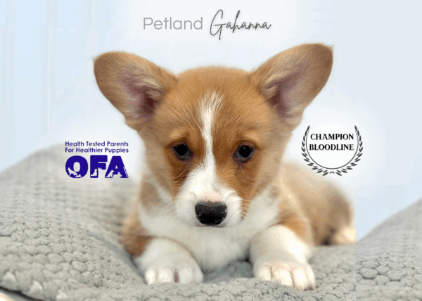 [#253223-01]  - Red / White M Pembroke Welsh Corgi Puppies for Sale