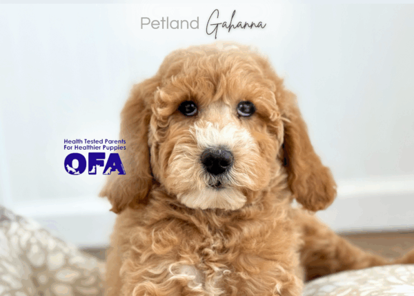 [#253447-06]  - Golden F Goldendoodle 2nd Gen Puppies for Sale