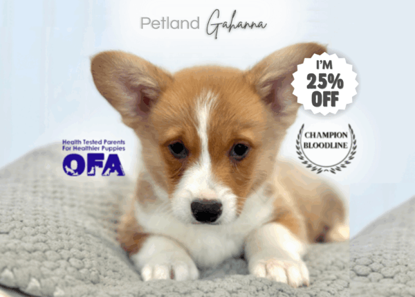[#253223-01]  - Red / White M Pembroke Welsh Corgi Puppies for Sale