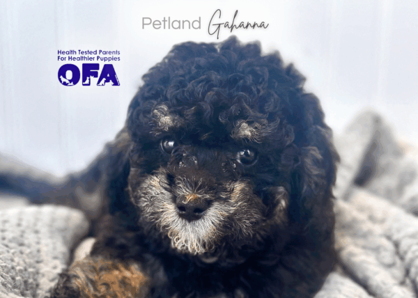 [#253098-07]  - Black White / Tan F Bernedoodle Mini 2nd Gen Puppies for Sale